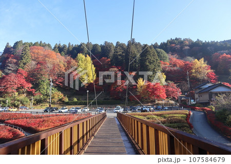愛知県豊田市 豊田市 稲武町 大井平公園 WRC JAPAN 紅葉 紅葉狩り 吊り橋 観光 愛知県豊田市 豊田市 稲武町 大井平公園 WRC JAPAN 紅葉 紅葉狩り 吊り橋 観光 107584679
