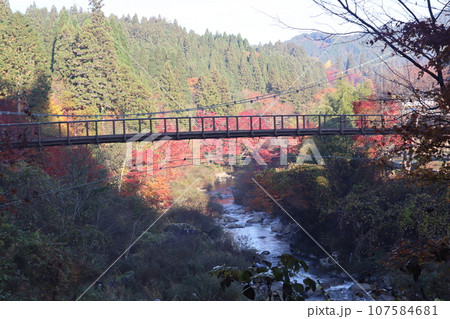 愛知県豊田市 豊田市 稲武町 大井平公園 WRC JAPAN 紅葉 紅葉狩り 吊り橋 観光 愛知県豊田市 豊田市 稲武町 大井平公園 WRC JAPAN 紅葉 紅葉狩り 吊り橋 観光 107584681