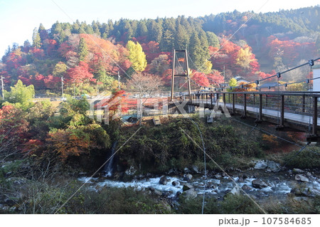 愛知県豊田市　豊田市　稲武町　大井平公園　WRC JAPAN　紅葉　紅葉狩り　吊り橋　観光 107584685