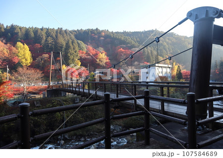 愛知県豊田市 豊田市 稲武町 大井平公園 WRC JAPAN 紅葉 紅葉狩り 吊り橋 観光 愛知県豊田市 豊田市 稲武町 大井平公園 WRC JAPAN 紅葉 紅葉狩り 吊り橋 観光 107584689