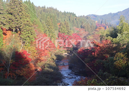 愛知県豊田市 豊田市 稲武町 大井平公園 WRC JAPAN 紅葉 紅葉狩り 吊り橋 観光 愛知県豊田市 豊田市 稲武町 大井平公園 WRC JAPAN 紅葉 紅葉狩り 吊り橋 観光 107584692
