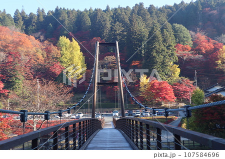 愛知県豊田市　豊田市　稲武町　大井平公園　WRC JAPAN　紅葉　紅葉狩り　吊り橋　観光 107584696