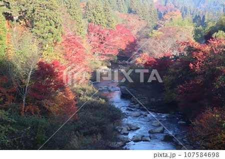 愛知県豊田市 豊田市 稲武町 大井平公園 WRC JAPAN 紅葉 紅葉狩り 吊り橋 観光 愛知県豊田市 豊田市 稲武町 大井平公園 WRC JAPAN 紅葉 紅葉狩り 吊り橋 観光 107584698