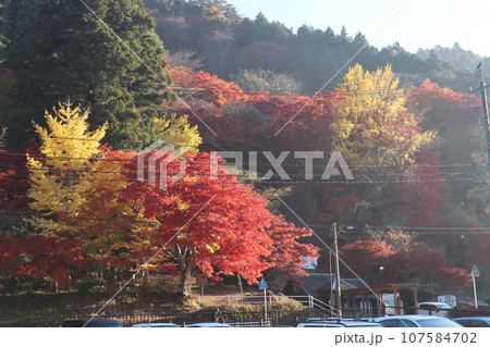 愛知県豊田市　豊田市　稲武町　大井平公園　WRC JAPAN　紅葉　紅葉狩り　吊り橋　観光 107584702