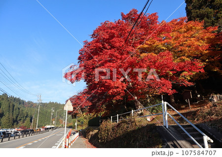 愛知県豊田市　豊田市　稲武町　大井平公園　WRC JAPAN　紅葉　紅葉狩り　吊り橋　観光 107584707