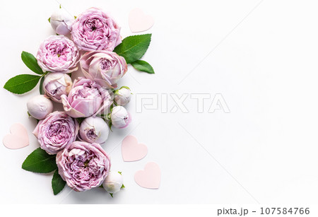 Pink rose flowers on white background Pink rose flowers on white background 107584766