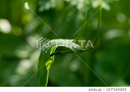 雨粒がのったカラスビシャク 雨粒がのったカラスビシャク 107584805