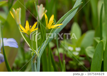 春の野原に咲くキバナノアマナ 春の野原に咲くキバナノアマナ 107584829