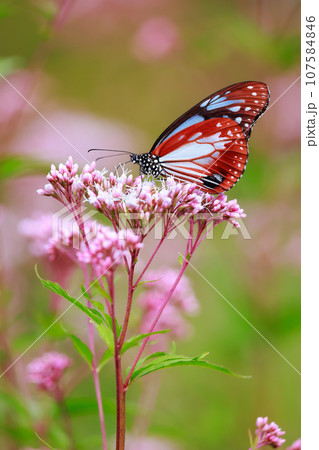 飛来するアサギマダラ 107584846
