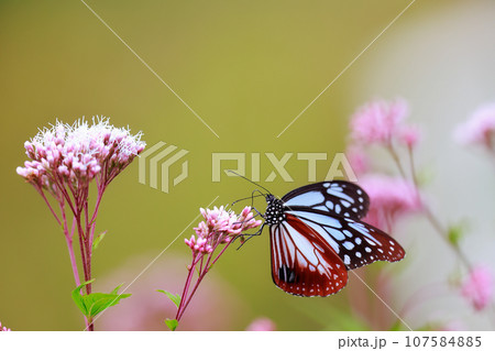 飛来するアサギマダラ 107584885