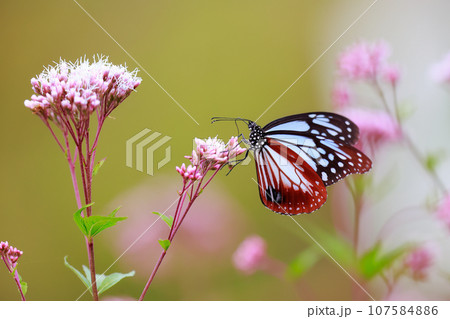 飛来するアサギマダラ 107584886