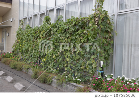 JAの支店南側で景観作物として作っているヘチマ 107585036