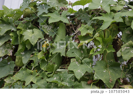 JAの支店南側で景観作物として作っているヘチマ JAの支店南側で景観作物として作っているヘチマ 107585043