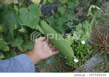 JAの支店南側で景観作物として作っているヘチマ JAの支店南側で景観作物として作っているヘチマ 107585056