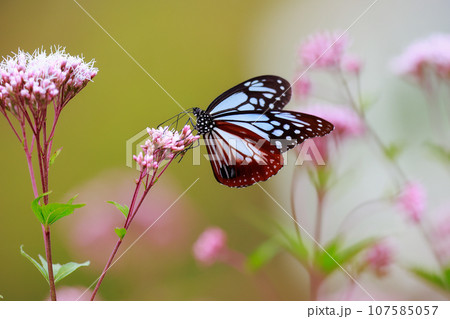 飛来するアサギマダラ 107585057