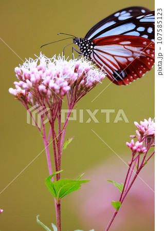 飛来するアサギマダラ 107585123