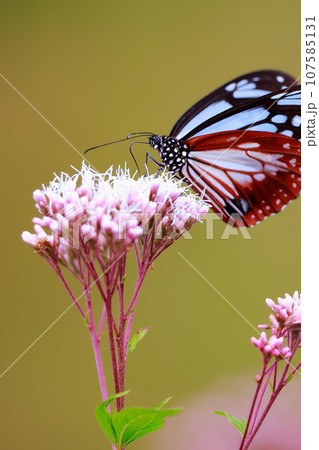 飛来するアサギマダラ 107585131