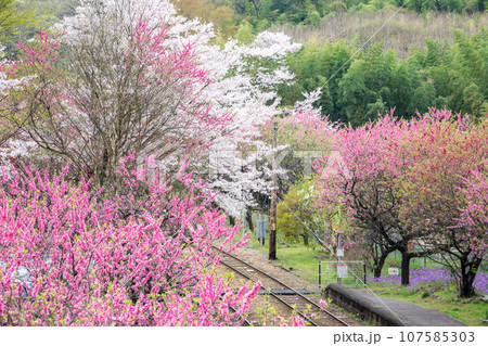群馬県みどり市　花桃と桜が咲くわたらせ渓谷鉄道ごうど駅の景色 107585303