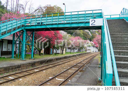群馬県みどり市　花桃と桜が咲くわたらせ渓谷鉄道ごうど駅の景色 107585311