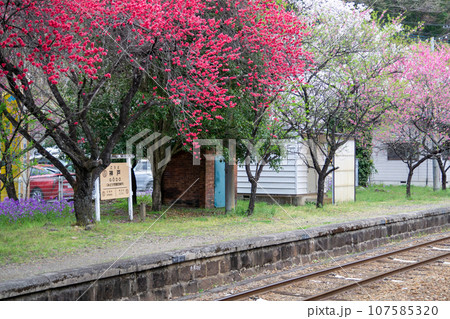 群馬県みどり市　花桃と桜が咲くわたらせ渓谷鉄道ごうど駅の景色 107585320
