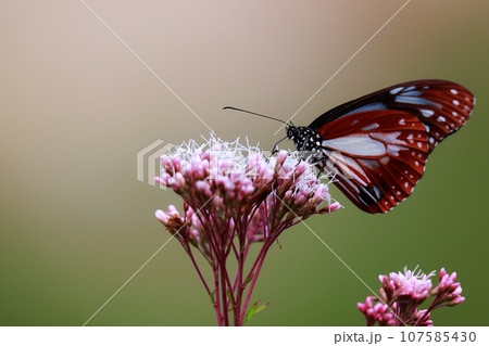 フジバカマに止まるアサギマダラ 107585430