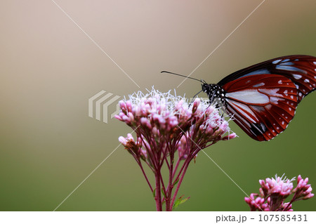 フジバカマに止まるアサギマダラ フジバカマに止まるアサギマダラ 107585431