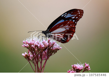 フジバカマに止まるアサギマダラ 107585446