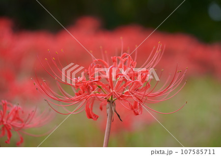 秋の野の花・彼岸花の一輪撮り 107585711