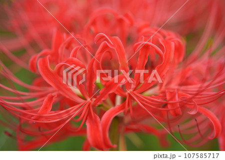 秋の野の花・彼岸花の一輪撮り 秋の野の花・彼岸花の一輪撮り 107585717