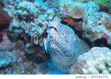 阿嘉島の珊瑚礁にニセゴイシウツボ クリーニング 阿嘉島の珊瑚礁にニセゴイシウツボ クリーニング 107585753
