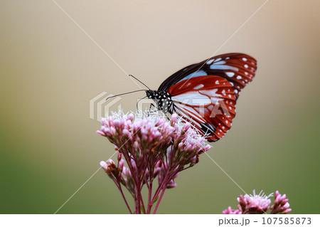 フジバカマに吸蜜するアサギマダラ 107585873