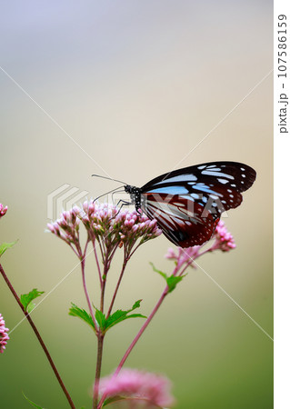 飛来するアサギマダラ 107586159