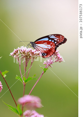 飛来するアサギマダラ 飛来するアサギマダラ 107586173