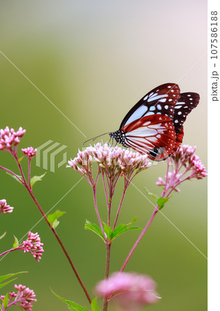飛来するアサギマダラ 107586188