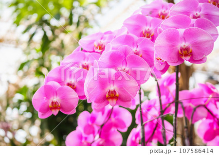 Beautiful Phalaenopsis Orchid flower blooming in garden floral background Beautiful Phalaenopsis Orchid flower blooming in garden floral background 107586414