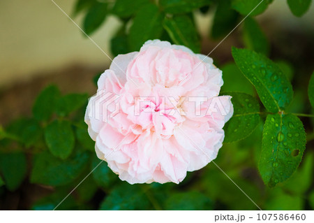 Beautiful colorful pink roses flower in the garden Beautiful colorful pink roses flower in the garden 107586460