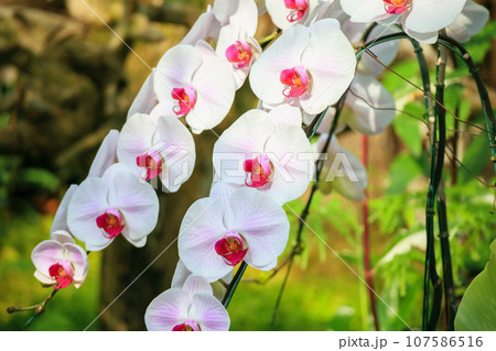 Beautiful Phalaenopsis Orchid flower blooming in garden floral background Beautiful Phalaenopsis Orchid flower blooming in garden floral background 107586516