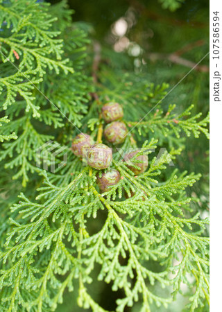 花粉症を引き起こす植物(ヒノキ) 花粉症を引き起こす植物(ヒノキ) 107586594