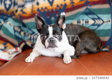 ソファでくつろぐボストンテリア 107586642