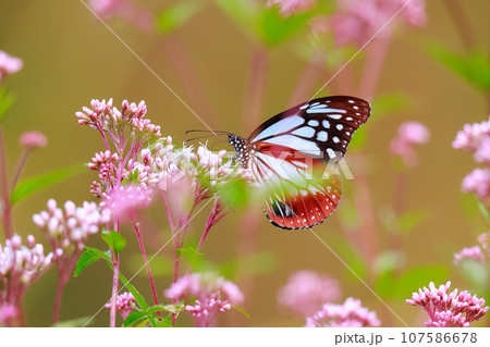 飛来するアサギマダラ 107586678
