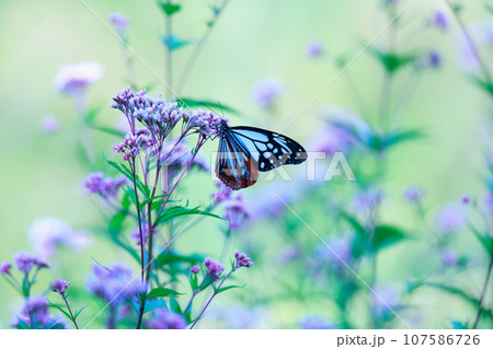 飛来するアサギマダラ 107586726