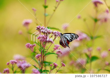 飛来するアサギマダラ 飛来するアサギマダラ 107586727