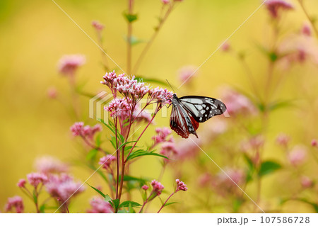 飛来するアサギマダラ 飛来するアサギマダラ 107586728