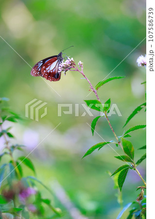 飛来するアサギマダラ 飛来するアサギマダラ 107586739