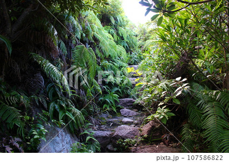 天上山トレッキング 神津島、伊豆諸島 天上山トレッキング 神津島、伊豆諸島 107586822
