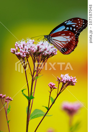 飛来するアサギマダラ 107587048