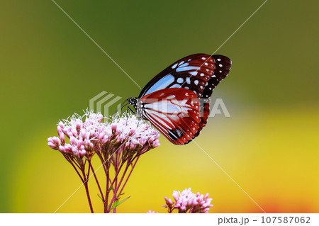 飛来するアサギマダラ 107587062