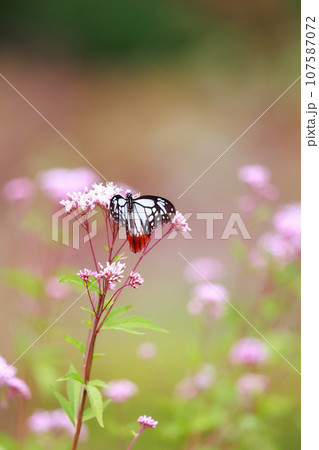 飛来するアサギマダラ 107587072