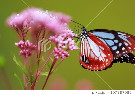 飛来するアサギマダラ 飛来するアサギマダラ 107587089