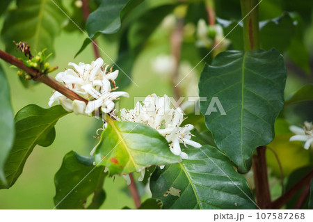 White coffee flowers in green leaves tree plantation close up White coffee flowers in green leaves tree plantation close up 107587268